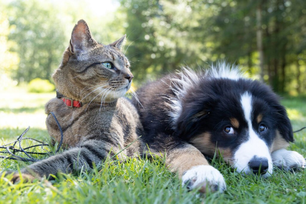 Pet Subscription Box copy